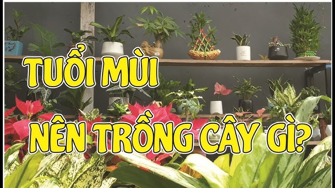 tuoi mui trong cay gi