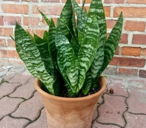 cayluoihodep