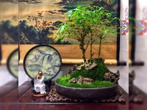 Cây trúc quan âm phong thuỷ