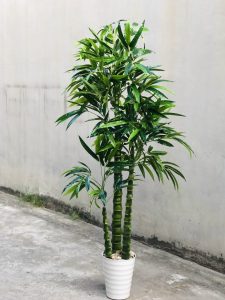 Cây trúc quan âm phong thuỷ
